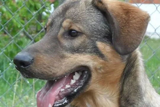 Sułtan młody pies w typie kaukaza ADOPCJA ŁTOnZ