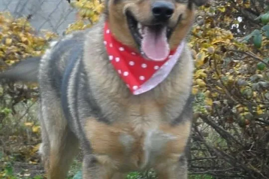 Sułtan młody pies w typie kaukaza ADOPCJA ŁTOnZ