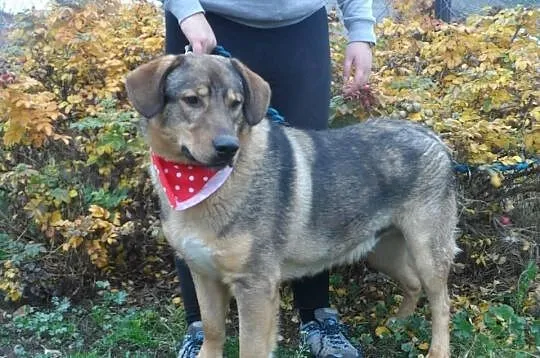 Sułtan młody pies w typie kaukaza ADOPCJA ŁTOnZ