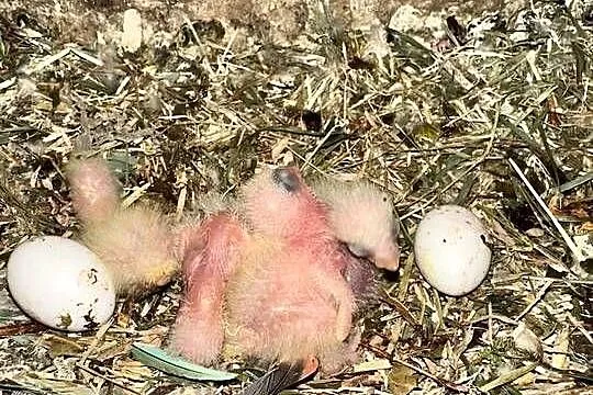 Papugi faliste ręcznie karmione y, Małopolskie, Myślenice
