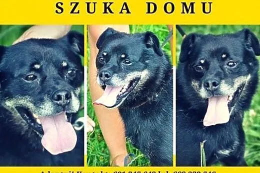 Wesoły, oryginalny, kochany Małpiatek prosi o dom!
