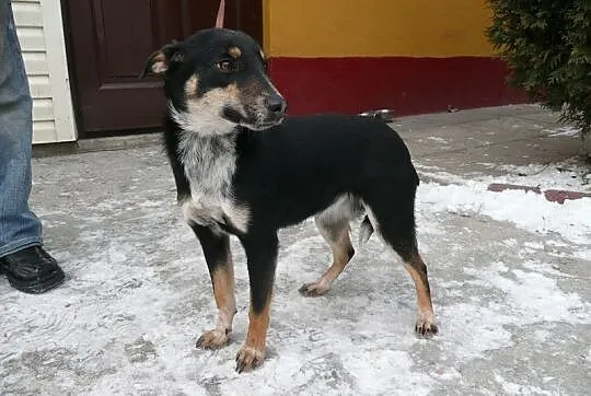 Paula to przeurocza sunia w wieku 6lat_