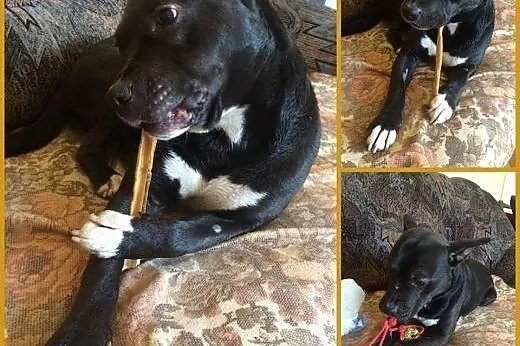 Miki - cudowny, sympatyczny mix amstaff,  mazowiec