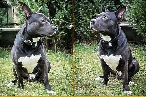 Miki - cudowny, sympatyczny mix amstaff,  mazowiec