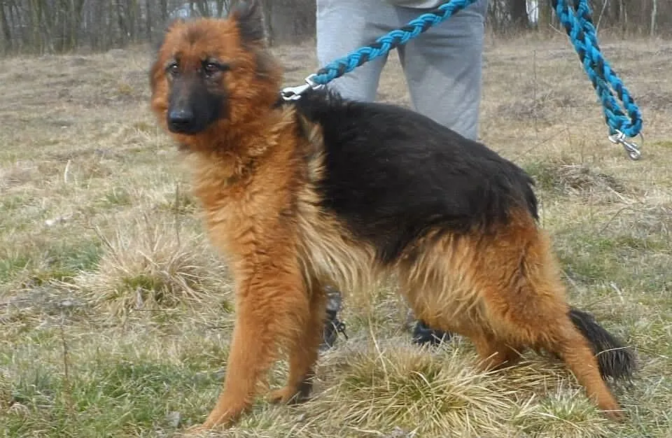 Bona 2 letnia sunia owczarek niemiecki ADOPCJA