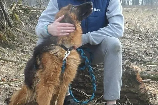 Bona 2 letnia sunia owczarek niemiecki ADOPCJA
