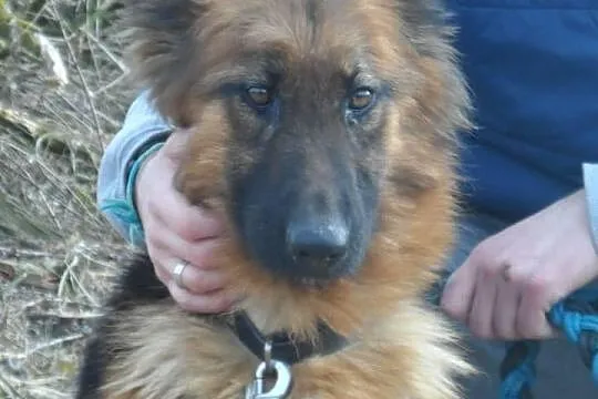 Bona 2 letnia sunia owczarek niemiecki ADOPCJA