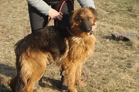 Bona 2 letnia sunia owczarek niemiecki ADOPCJA