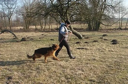 Bona 2 letnia sunia owczarek niemiecki ADOPCJA