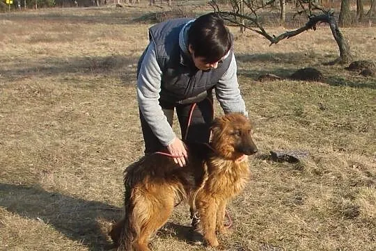 Bona 2 letnia sunia owczarek niemiecki ADOPCJA