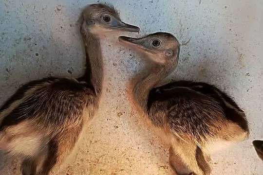 Nandu