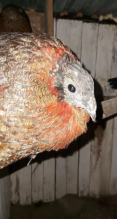 Tragopan satyr, Pomorskie, Lębork