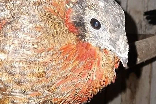 Tragopan satyr, Pomorskie, Lębork