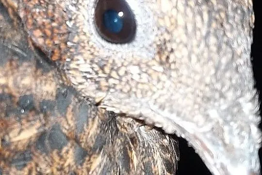Tragopan satyr, Pomorskie, Lębork