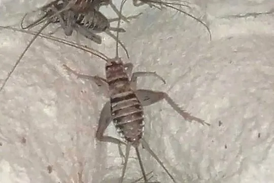 Świerszcze bananowe, Wielkopolskie, Ostrów Wielkopolski