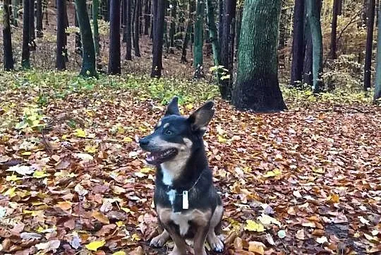 Sima, mała wielka bohaterka, bezkonfliktowa, grzec