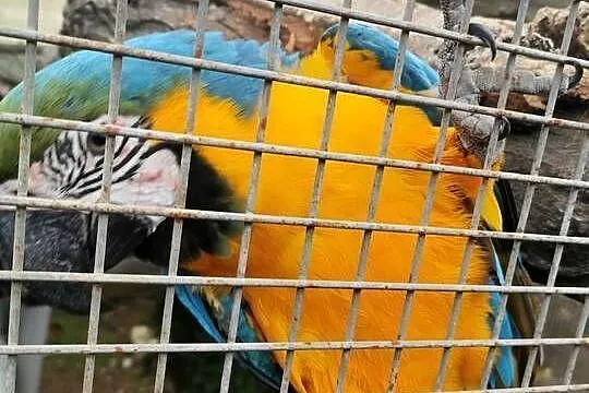 Kakadu Różowe Goffini Lutino Ara Marakana Ara Severa