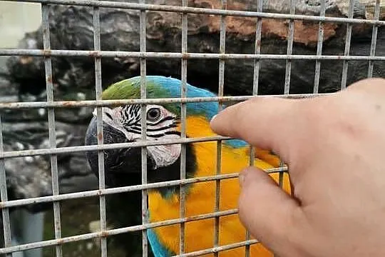 Kakadu Różowe Goffini Lutino Ara Marakana Ara Severa, Wielkopolskie, Poznań