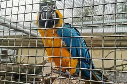 Kakadu Różowe Goffini Lutino Ara Marakana Ara Severa, Wielkopolskie, Poznań