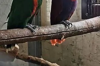 Kakadu Różowe Goffini Lutino Ara Marakana Ara Severa, Wielkopolskie, Poznań