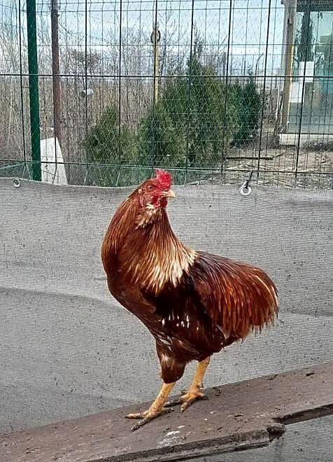 Kogut araucana brązowy, Kujawsko-pomorskie, Barcin