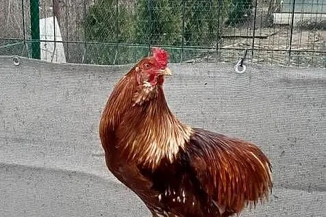 Kogut araucana brązowy, Kujawsko-pomorskie, Barcin