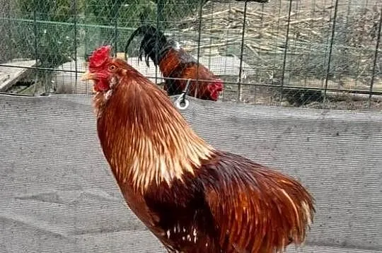 Kogut araucana brązowy, Kujawsko-pomorskie, Barcin