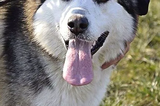 Zefir - bardzo przystojny husky :),  wielkopolskie