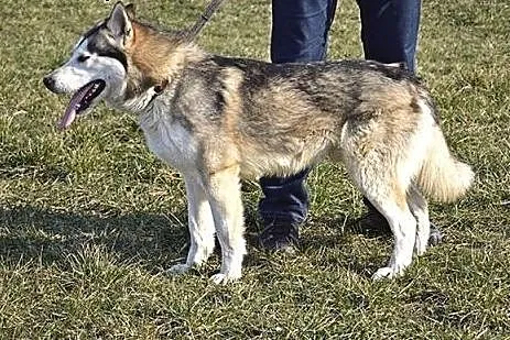 Zefir - bardzo przystojny husky :),  wielkopolskie