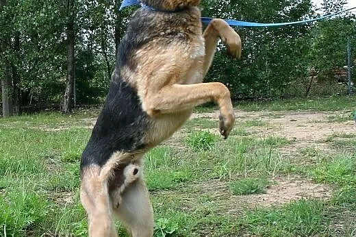 Wierny Cywil w typie Owczarka Niemieckiego,  dolno