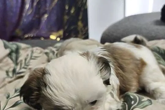 Szczeniaki shih tzu szukają domków