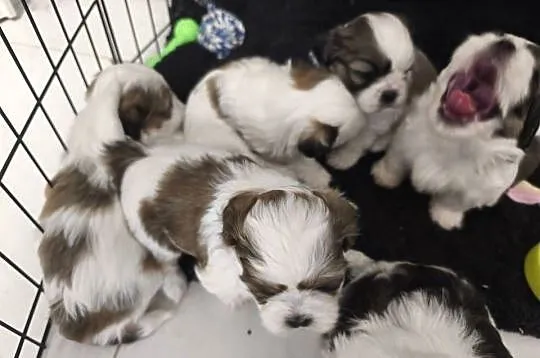 Szczeniaki shih tzu szukają domków, Warmińsko-mazurskie, Mrągowo