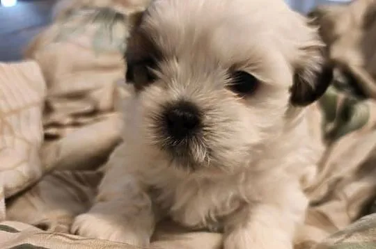 Szczeniaki shih tzu szukają domków, Warmińsko-mazurskie, Mrągowo