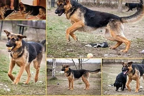 Kalina-  kochana, młodziutka sunia w typie owczark
