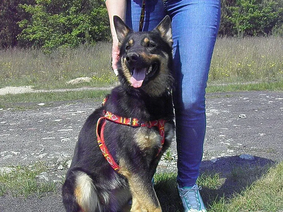 Młoda suczka do adopcji