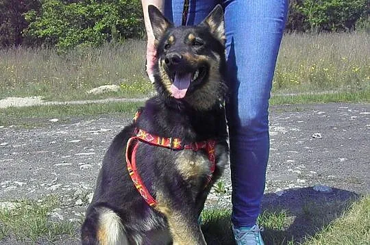 Młoda suczka do adopcji