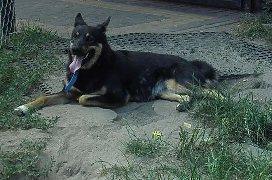 Młoda suczka do adopcji