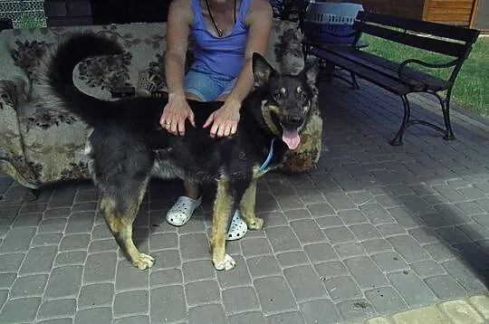 Młoda suczka do adopcji