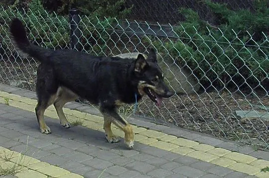 Młoda suczka do adopcji