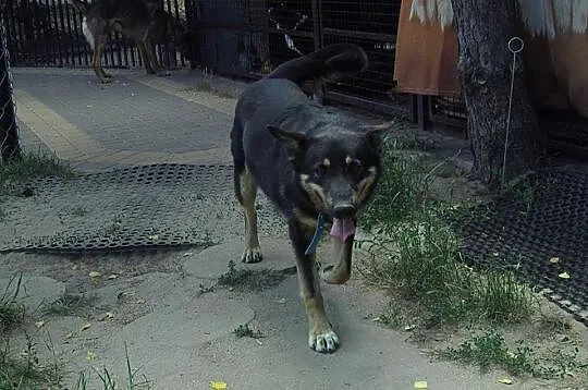 Młoda suczka do adopcji