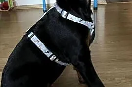 Doberman szczeni