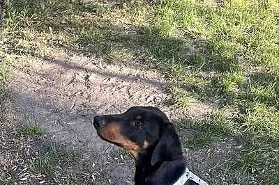 Doberman szczeni, Mazowieckie, Warszawa