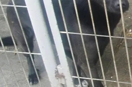 Fryga, piękna czarnulka do pokochania od zaraz!,  