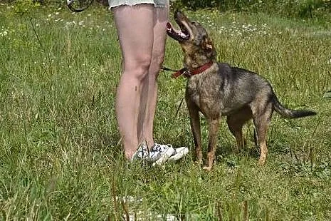 Brinzi to śliczna, urocza sunia. Przygarnij !,  do