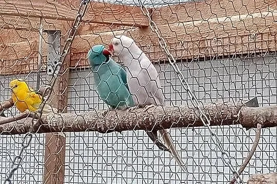 Para lęgowa aleksandretty obrożne, Mazowieckie, Mińsk Mazowiecki