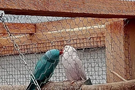 Para lęgowa aleksandretty obrożne, Mazowieckie, Mińsk Mazowiecki