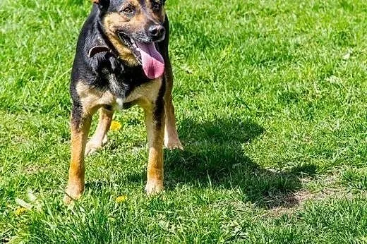 Manuel, niespełna dwuletni ufny psiak,  małopolski