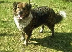 STEFCIO - duży, kochany psiak do adopcji z domu tymczasowego, małopolskie Kraków, Małopolskie, Kraków