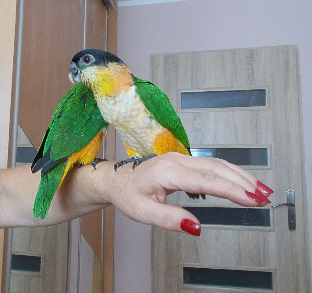 Barwinka czarnogłowa (Pionites melanocephalus), Wielkopolskie, Kościan