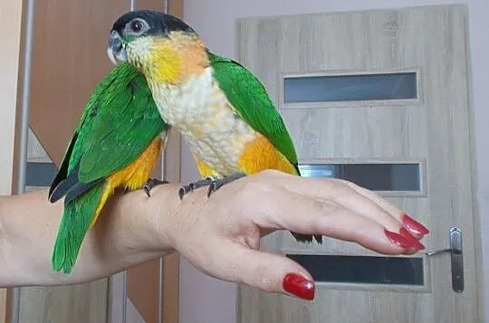 Barwinka czarnogłowa (Pionites melanocephalus), Wielkopolskie, Kościan